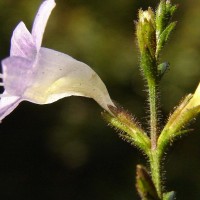 Strobilanthes diandra var. diandra (Nees) Alston